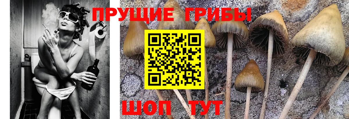 Галлюциногенные грибы Magic Shrooms  Вход с VPN  Псилоцибиновые грибы Cubensis  Нововоронеж 